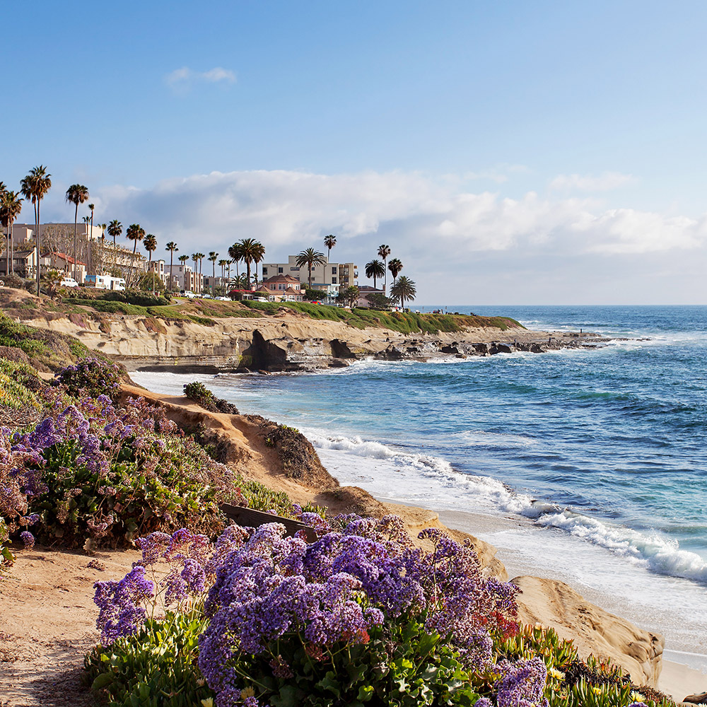Photo of La Jolla, Southern California, USA - coastline with purple flowers and buildings in the background