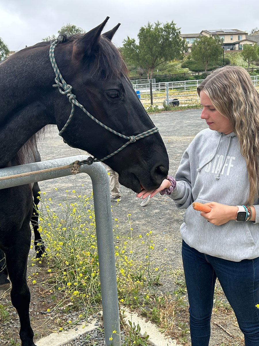 Equine Therapy for Addiction Therapy Explained